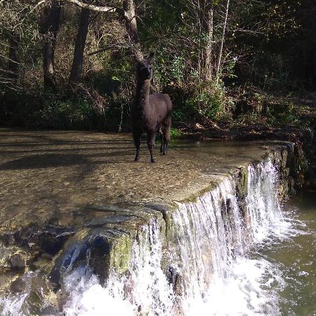 Chambre Cevennes: Piscine, Lamas, Riviere Cros  Buitenkant foto