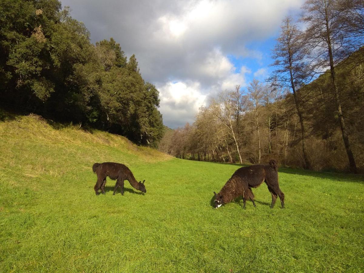 Chambre Cevennes: Piscine, Lamas, Riviere Cros  Buitenkant foto