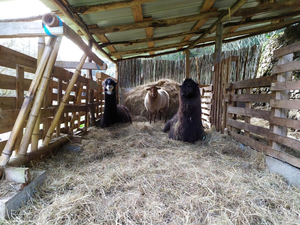 Chambre Cevennes: Piscine, Lamas, Riviere Cros  Buitenkant foto