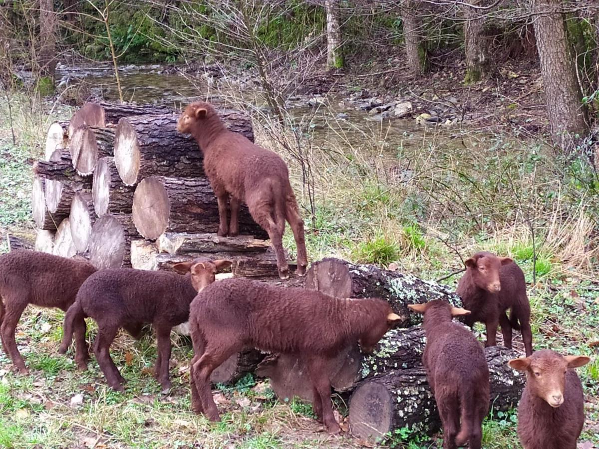 Chambre Cevennes: Piscine, Lamas, Riviere Cros  Buitenkant foto